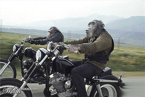 monkeys on motorcycles